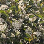 Arónia čerešňolistá (Aronia × prunifolia) ´VIKING´ - výška 90-100 cm, kont. C3L - TOČENÝ KMEŇ, VIACKMENNÁ